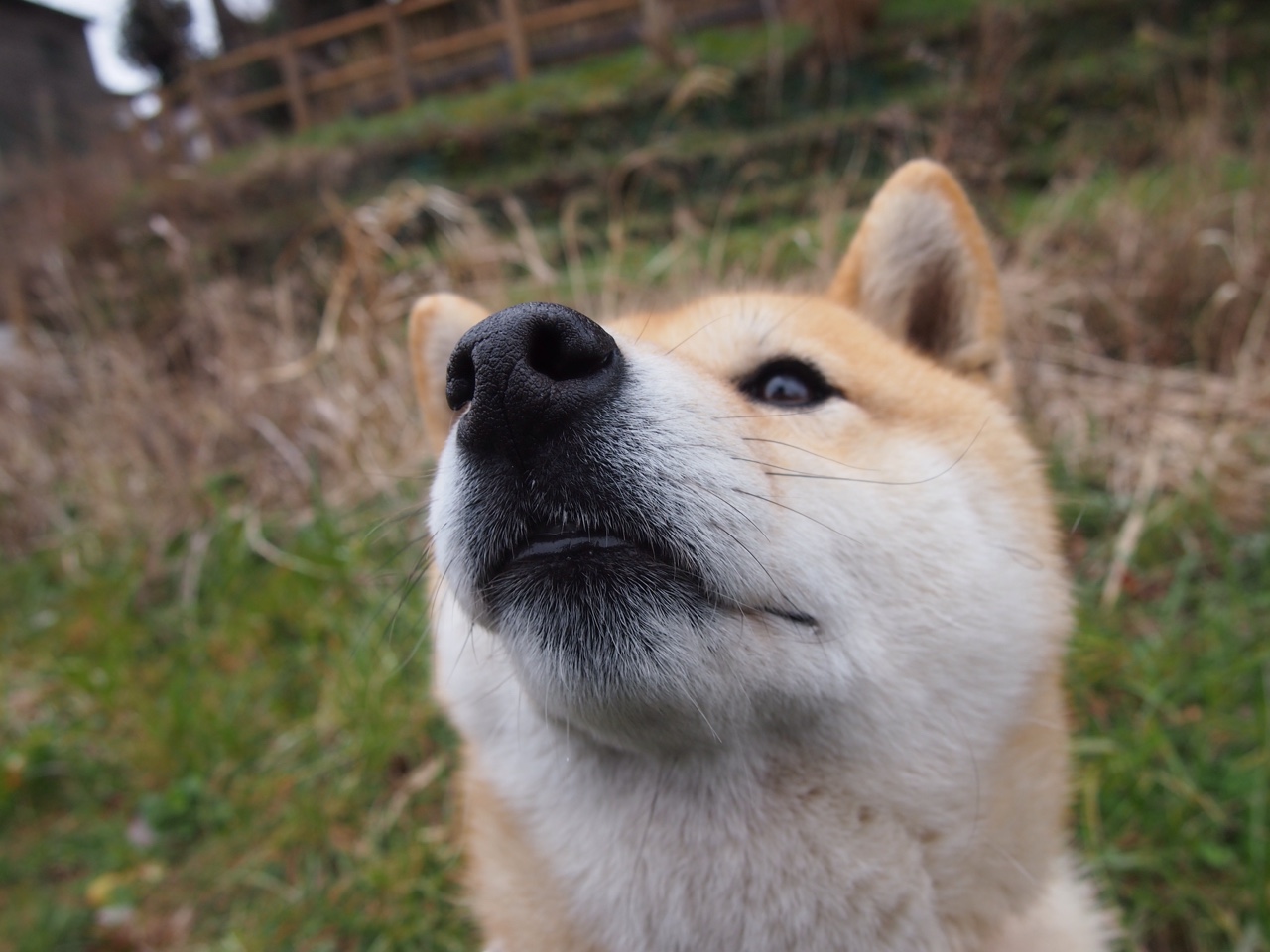 约基奇主宰比赛走向,上海队强压湖人,跨时空的篮球对话