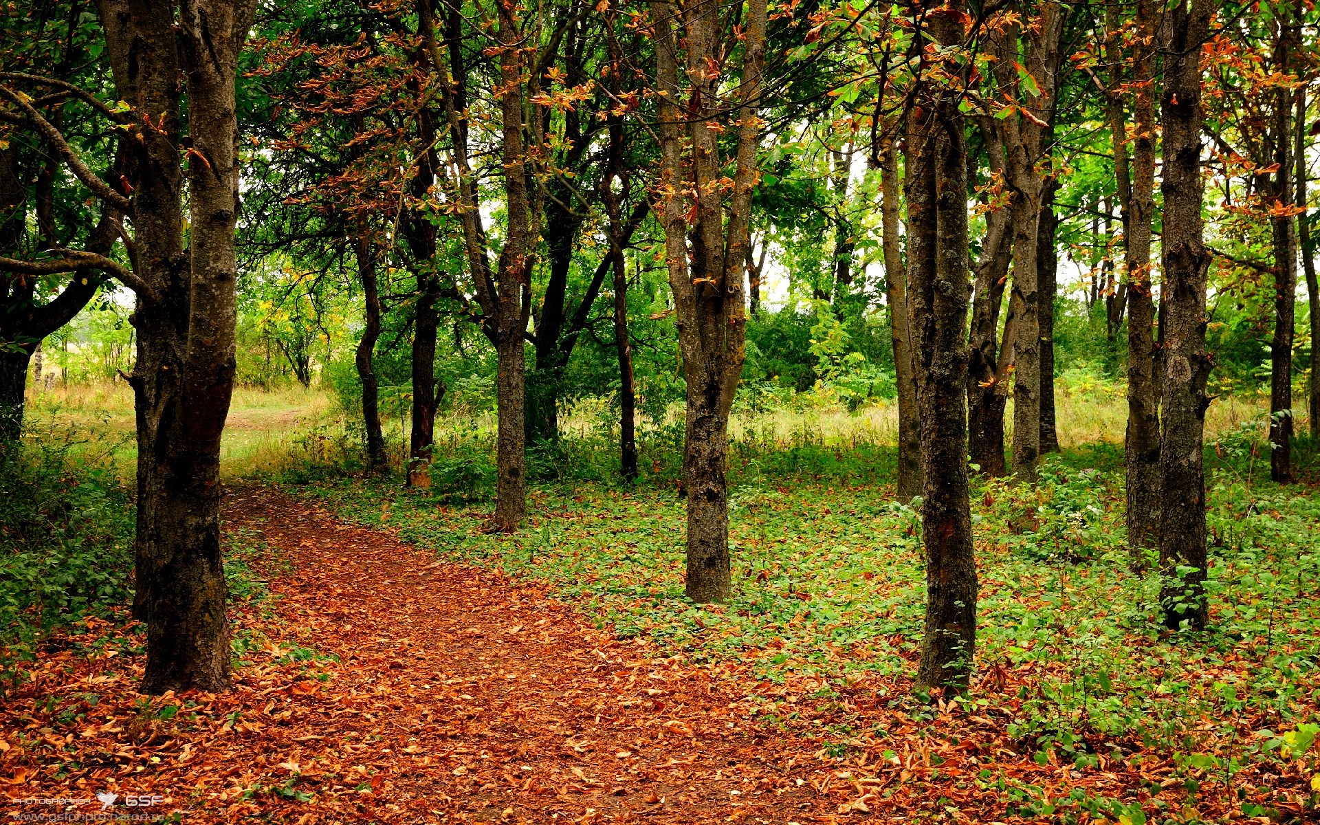 从悉尼到墨西哥城,罗德里如何用一脚终结两个世界的足球幻想
